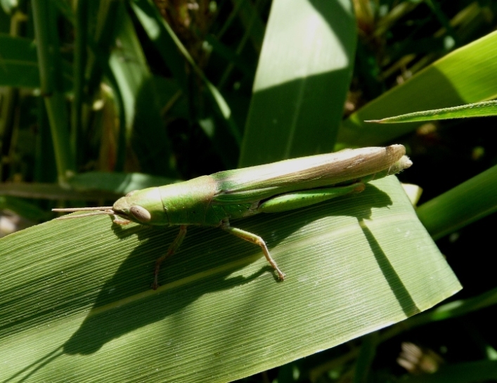 Ortottero che si fa una canna: Tropidopola cylindrica